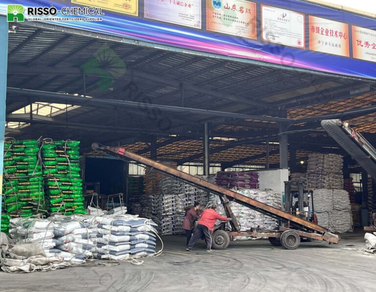 Risso fertilizer is being loaded into a truck