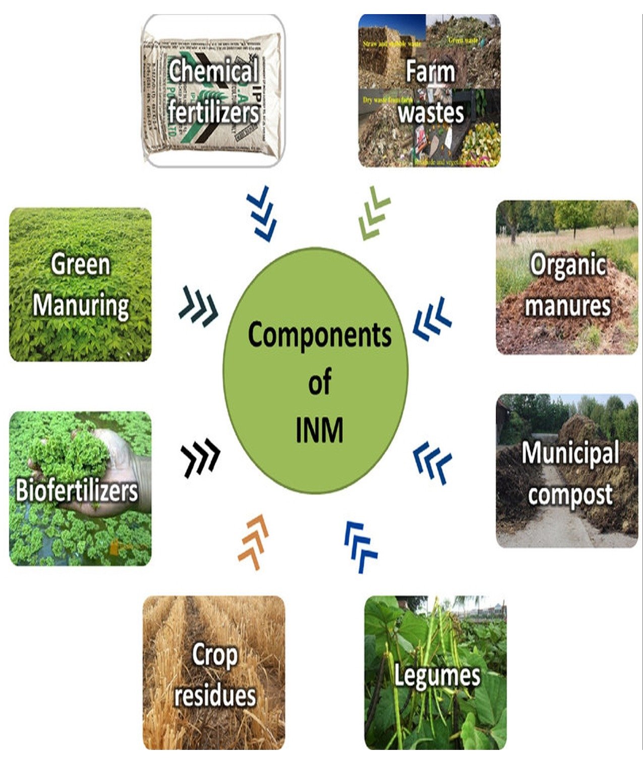Combine organic fertilizers with sustainable methods to enhance soil health and nutrient availability.