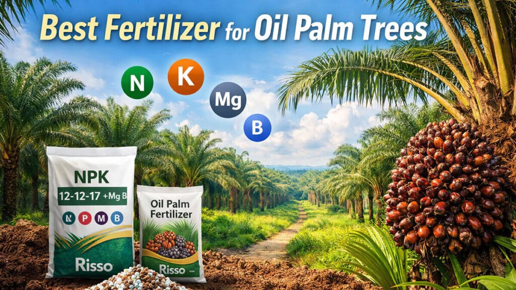 Best Fertilizer for Oil Palm Trees